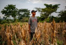 Nace VOCES DEL TERRITORIO: Un nuevo horizonte para el periodismo de profundidad en Guatemala